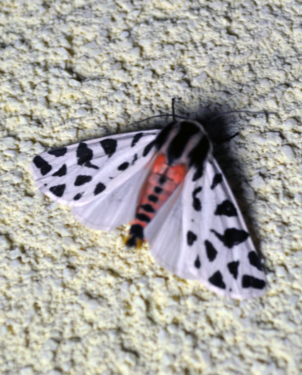 Arctia ? - Cymbalophora pudica